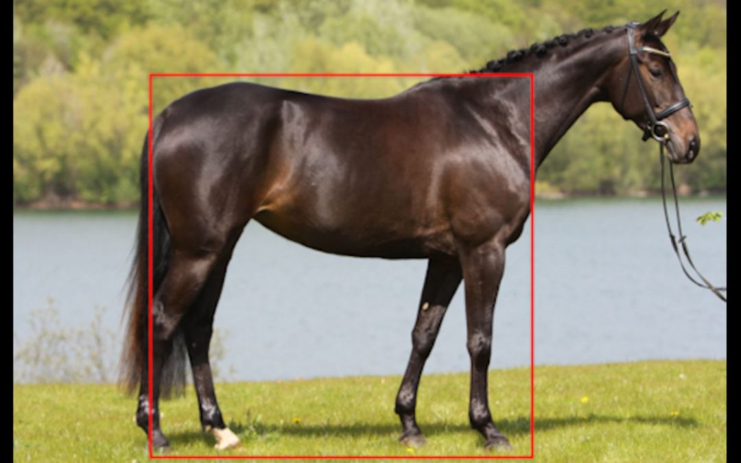 Korrektes Vorführen & Exterieurbeurteilung 02/27