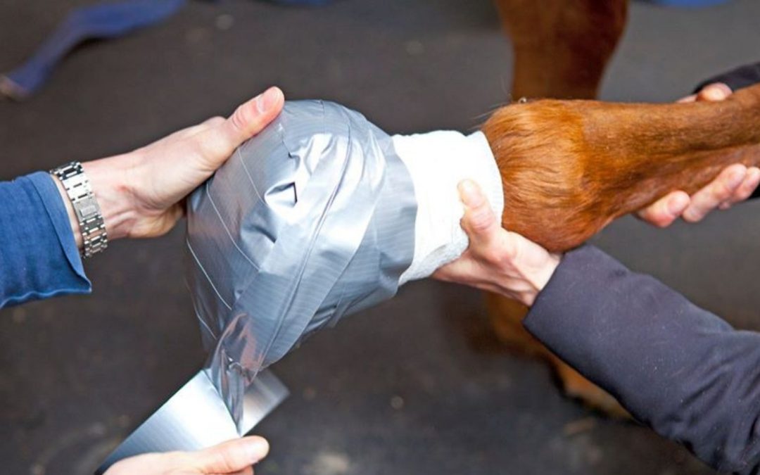 Hufe und Gesundheit 10/26