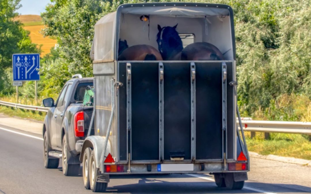 Sachkundelehrgang Pferdetransport 10/26