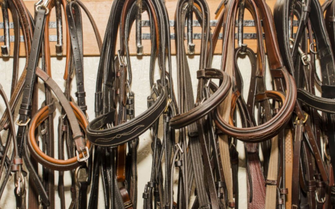 Zäumung & Reitereinwirkung 09/26