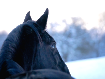 Kölner Pferde-Akademie 10 FN Abzeichen