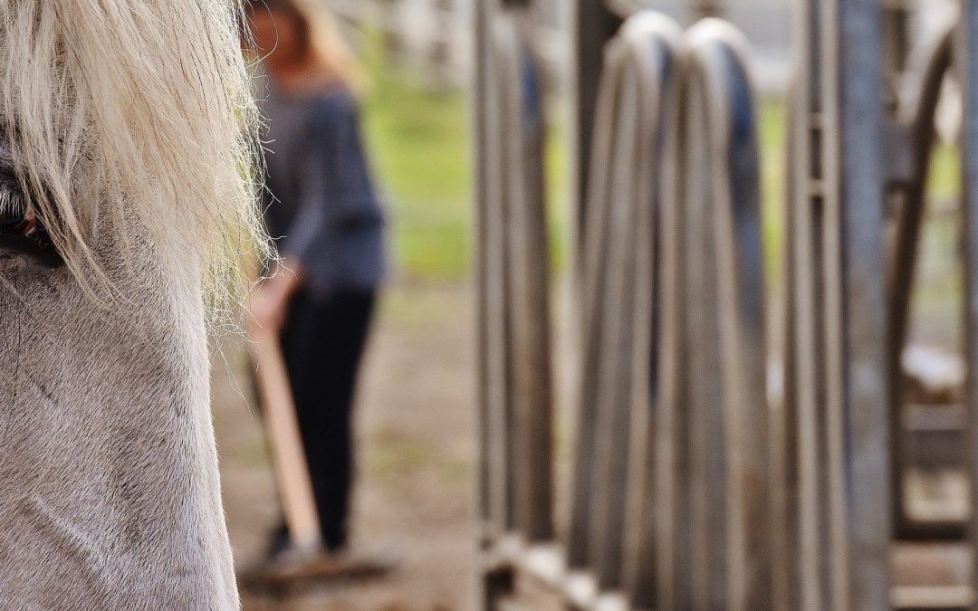 Zusatzmodul praktische Prüfung Sachkunde Pferdehaltung 05/26 – ausgebucht / Warteliste