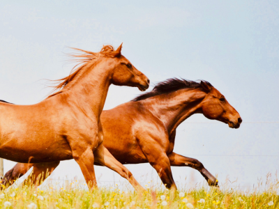 Kölner Pferde-Akademie 4 PFW neu HP Startseite