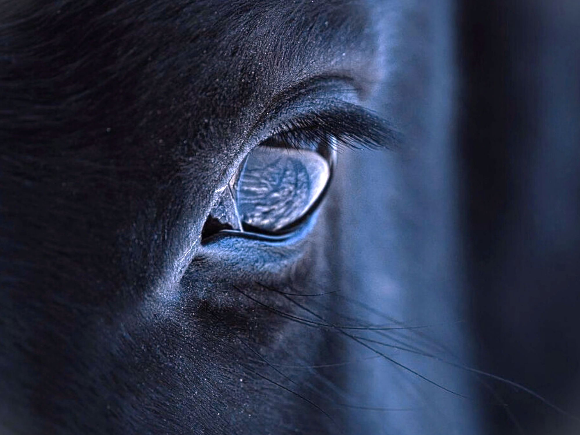 Kölner Pferde-Akademie 12 Alle Einzelkurse